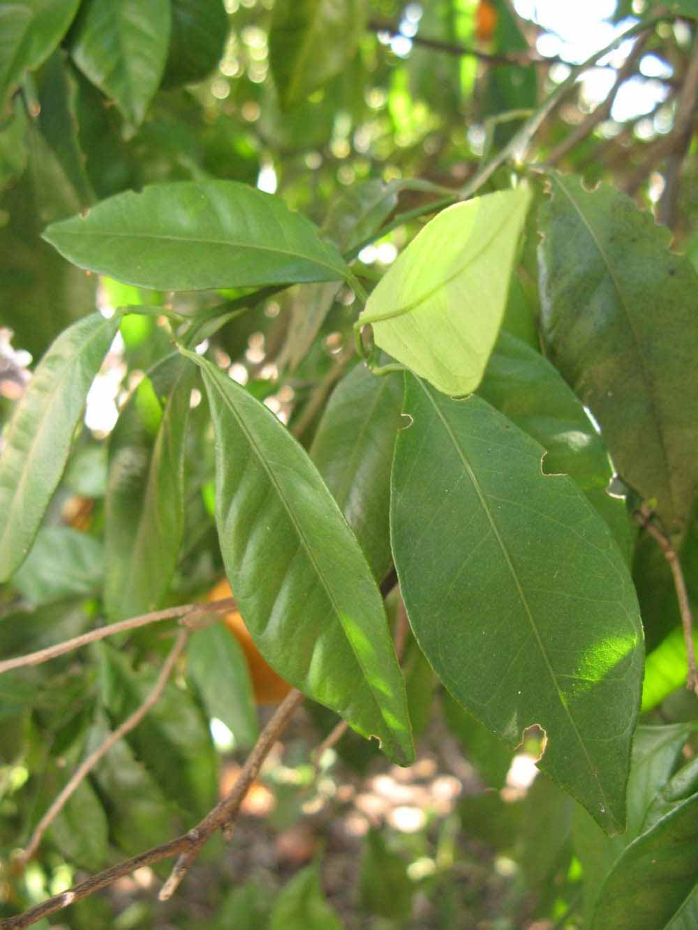            Shade leaves (Winter Haven, FL)   